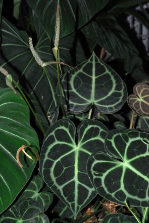 Pictured at the Jardin botanique de Montréal (Canada) Image Copyright © 2013 by David Scherberich