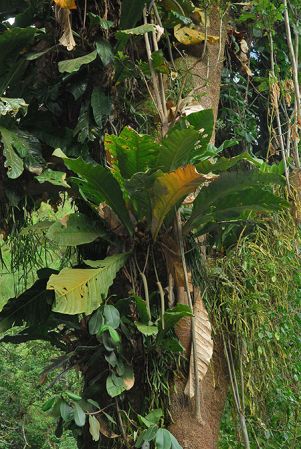 Pictured in Tolima, Colombia Image Copyright © 2013 by David Scherberich