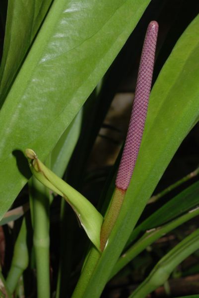 文件:AnthhacumenseFRP 03.jpg