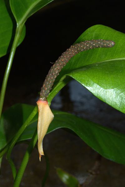 文件:Anthloefgrenii 04.jpg