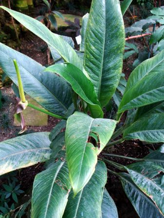 Pictured in the Botanischer Garten München (Germany) Image Copyright © 2006 by David Scherberich