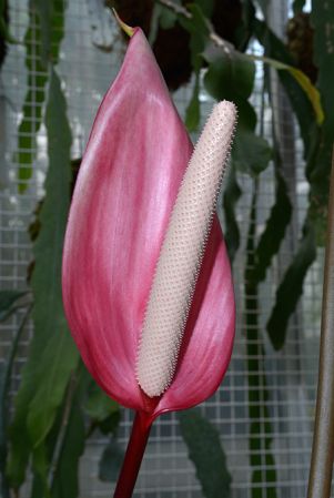 Pictured in Royal Botanic Gardens, Kew Image Copyright © 2015 by David Scherberich