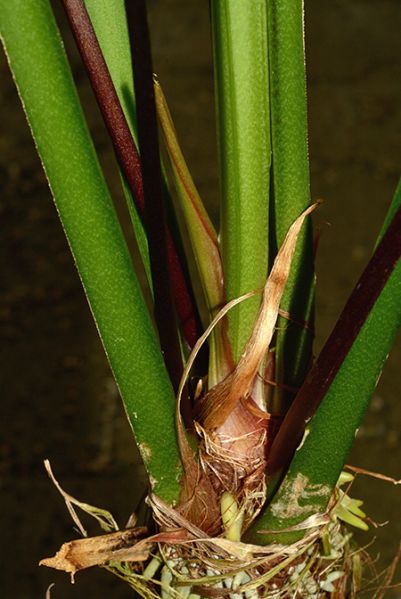 文件:AnthpalenquenseM 05.jpg