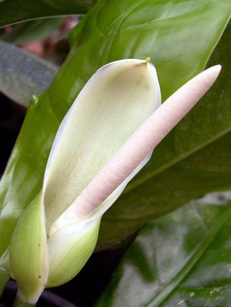 Pictured at the Jardin Botanique de Lyon (France) Image Copyright © 2006 by David Scherberich