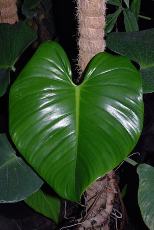 Pictured at the Jardin Botanique de Lyon (France) Image Copyright © 2008 by David Scherberich