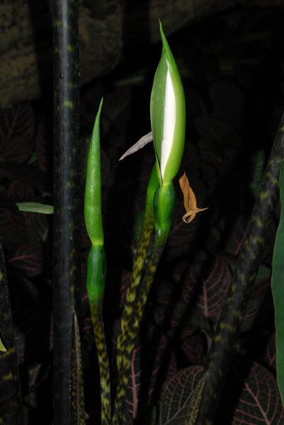 文件:AloczebrinaMTJB 03.jpg