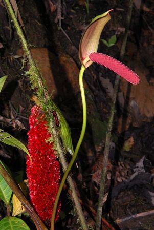 Croat 104604 pictured in Carchi, Ecuador Image Copyright © 2013 by David Scherberich