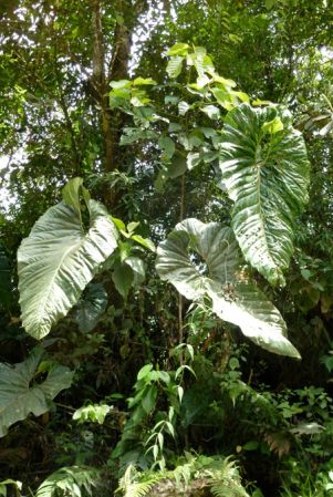 Pictured in Risaralda, Colombia Image Copyright © 2015 by Bruce Dunstan