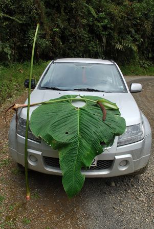 Croat 104615 pictured in Carchi, Ecuador Image Copyright © 2013 by David Scherberich