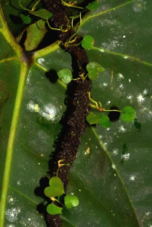 Croat 105523 pictured along Rio Piatua, Napo/Ecuador Image Copyright © 2015 by David Scherberich