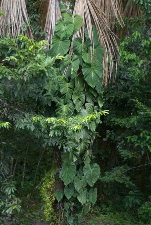Pictured in Yasuni National Park (Orellana, Ecuador) Image Copyright © 2015 by David Scherberich