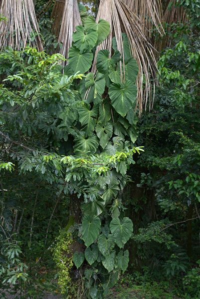 文件:Philobrandtianum 05.jpg