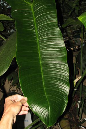 HBG 95949 pictured in Huntington Botanical Garden Image Copyright © 2019 by Dylan Hannon
