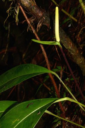Croat 105528 pictured along Rio Piatua, Napo/Ecuador Image Copyright © 2015 by David Scherberich
