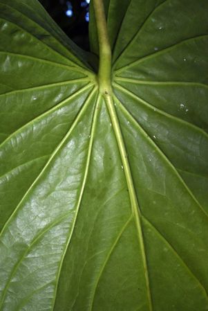 Pictured in Oaxaca, Mexico Image Copyright © 2020 by Fred Muller