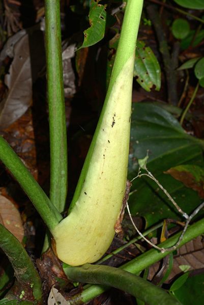 文件:Philoattenuatum 02.jpg