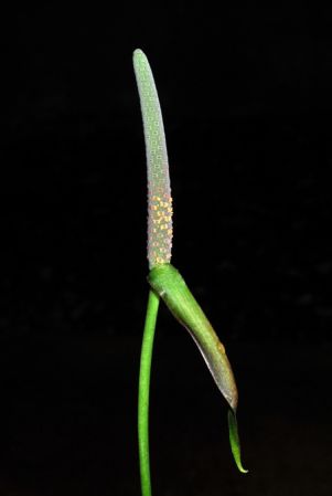 Croat 81920 from Peru (Junin) Pictured at the Jardin Botanique du Montet (Nancy, France) Image Copyright © 2014 by David Scherberich