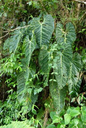 Pictured in Valle del Cauca, Colombia Image Copyright © 2015 by Bruce Dunstan