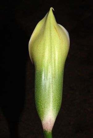 Pictured at the Jardin Botanique de Lyon (France) Image Copyright © 2013 by David Scherberich