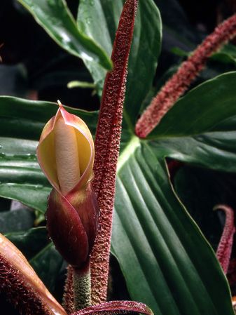 Pictured at the Jardin Botanique de Lyon (France) Image Copyright © 2008 by Frederic Muller