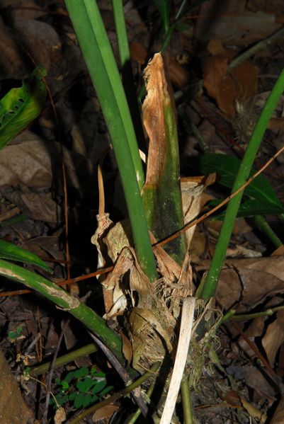 文件:AnthangelopolisenseCroat 03.jpg