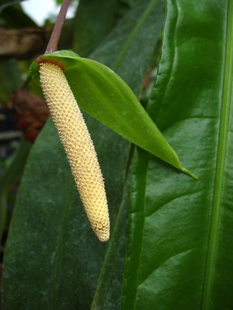Pictured at the Botanischer Garten und Botanisches Museum Berlin-Dahlem (Germany) Image Copyright © 2006 by David Scherberich