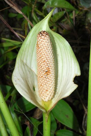 Croat 104411, pictured in Carchi, Ecuador Image Copyright © 2012 by David Scherberich