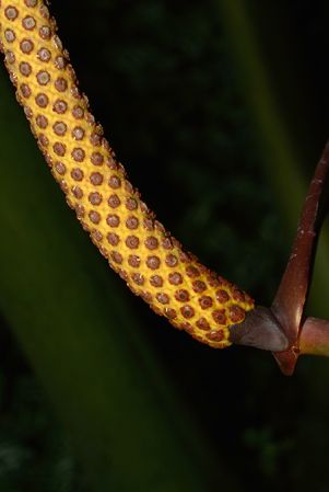 Pictured in the Botanischer Garten München (Germany) Image Copyright © 2016 by David Scherberich