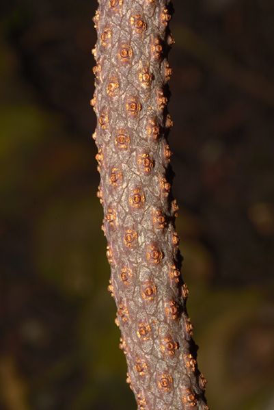 文件:AnthjureianumE 06.jpg