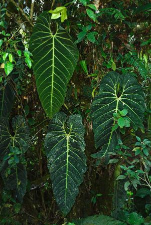 Pictured in Valle del Cauca, Colombia Image Copyright © 2020 by Fred Muller