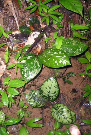 Pictured in Nusagandi, Panama Image Copyright © 2015 by Bruce Dunstan