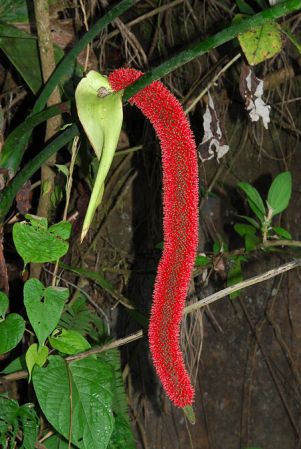 Pictured in Esmeraldas, Ecuador Image Copyright © 2013 by David Scherberich