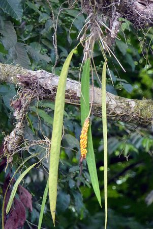 Pictured between Ciudad Neily and San Vito, Costa Rica Image Copyright © 2016 by Bruce Dunstan