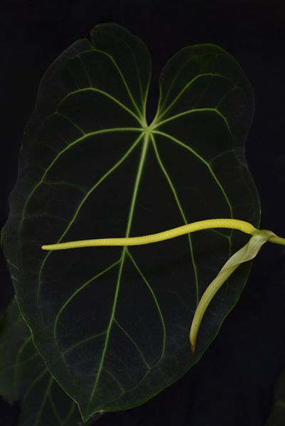 文件:AnthmagnificumFM 01.jpg