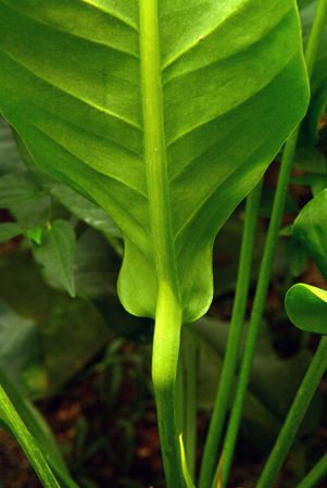 Pictured in the Botanischer Garten München (Germany) Image Copyright © 2016 by David Scherberich