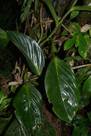 Croat 106128 pictured in Timburi Cocha Research Station (Orellana, Ecuador) Image Copyright © 2015 by David Scherberich