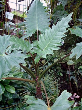 Pictured in the Botanischer Garten München (Germany) Image Copyright © 2006 by David Scherberich