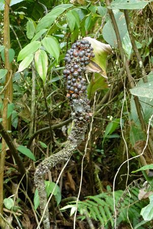 Pictured in Risaralda, Colombia Image Copyright © 2015 by Bruce Dunstan