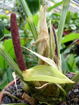 Pictured in the Botanischer Garten München (Germany) Image Copyright © 2006 by David Scherberich