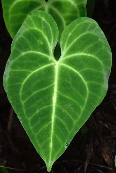 文件:AnthleuconeurumFM 08.jpg