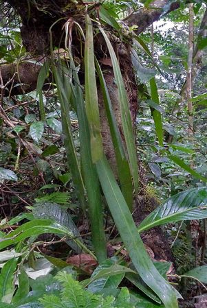 Pictured on Cerro Sapo, Darien (Panama) Image Copyright © 2015 by Bruce Dunstan