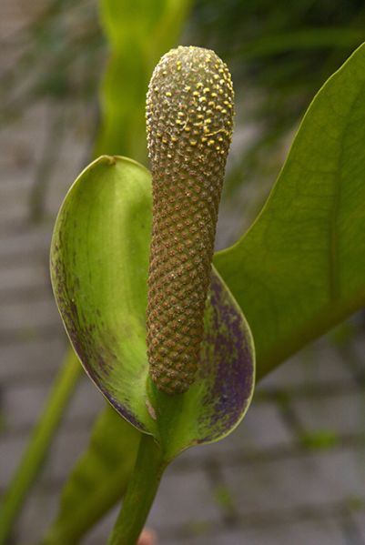 文件:AnthsarukhanianumPRAZ 05.jpg