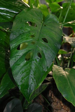 From Guatemala, pictured at the Jardin Botanique de Lyon (France) Image Copyright © 2014 by David Scherberich