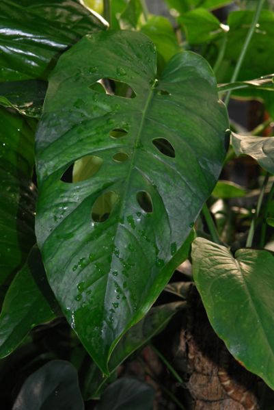 文件:Monssiltepecana 05.jpg