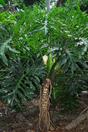 Pictured at The Kampong (Miami, Florida) Image Copyright © 2012 by David Scherberich