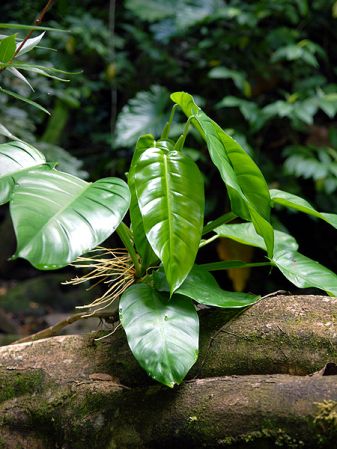 Pictured in Guadeloupe: Basse-Terre Image Copyright © 2007 by David Scherberich