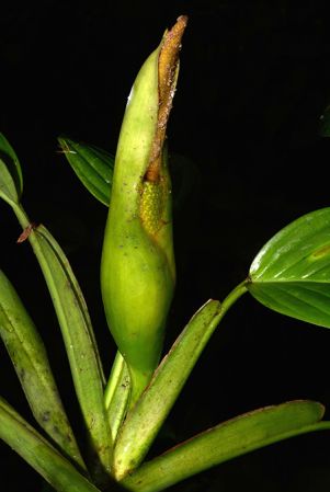 Croat 105554 pictured near Shell (Pastaza, Equador) Image Copyright © 2015 by David Scherberich