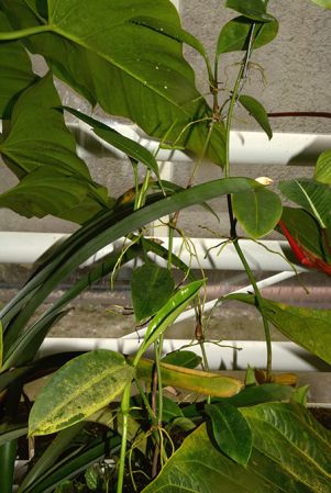 Pictured in the Botanischer Garten München (Germany) Image Copyright © 2016 by David Scherberich