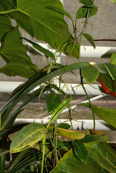 文件:AnthinterruptumM 01.jpg