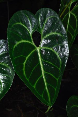 Pictured in Chiapas, Mexico Image Copyright © 2019 by Fred Muller